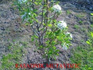 Плодовые деревья, виноградная лоза и перец Питомник Мутавджич 012