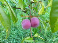 Плодовые деревья, виноградная лоза и перец Питомник Мутавджич 015