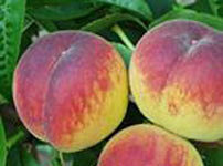 Фруктовые деревья персика - САМЕРСЕТ