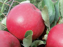 Плодовые деревья яблок - АЙДАРЕД