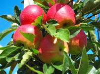 Плодовые деревья яблок - ЭЛЬСТАР