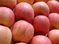 Voćne sadnice jabuke - FUDŽI