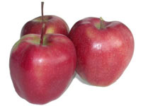 Плодовые деревья яблок - ГЛОСТЕР