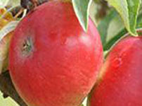 Плодовые деревья яблок - КОЛАЧАРА