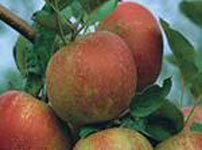 Плодовые деревья яблок - КОЖАРА