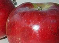 Voćne sadnice jabuke - MANTET