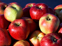 Плодовые деревья яблок - МЕЛРОУЗ