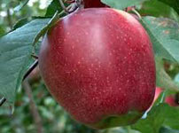 Voćne sadnice jabuke - RED ČIF