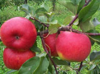 Плодовые деревья яблок - ШУМАТОВКА