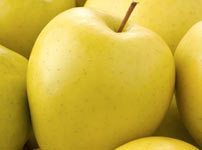 Voćne sadnice jabuke - ZLATNI DELIŠES