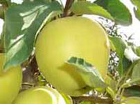 Плодовые деревья яблок - ГОЛДЕН ДЕЛИШЕС КЛОН В