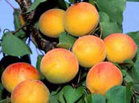 Фруктовые деревья абрикосы - ВЕНГЕРСКАЯ РАННЯЯ