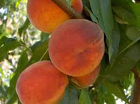 Фруктовые деревья абрикосы - NS 4