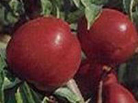 Voćne sadnice nektarine - KALDEZI 2000