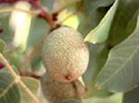 Фруктовые деревья грецкого ореха - ГАЗЕНХАЙМ 139