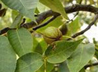 Фруктовые деревья грецкого ореха - ЧЕМПИОН