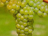 Виноградная лоза виноградной сорта - Белый Бургундия