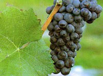 Lozni kalemovi vinske sorte - CRNI BURGUNDAC