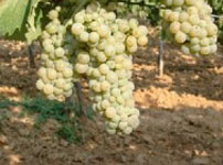 Lozni kalemovi vinske sorte - ITALIJANSKI RIZLING