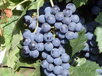 Виноградная лоза виноградной сорта - MERLO