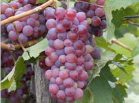 Виноградная лоза виноградной сорта - ПЛОВДИН