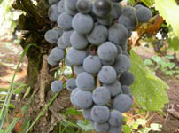 Виноградная лоза виноградной сорта - ПРОКУПАЦ