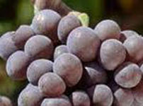 Виноградная лоза виноградной сорта - СЕРЫЙ БУРГУНДСКИЙ