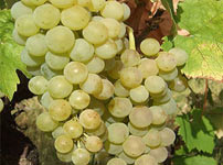 Виноградная лоза виноградной сорта - СМЕДЕРЕВКА