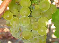 Виноградная лоза виноградной сорта - СОВИНЬОН