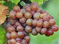 Lozni kalemovi vinske sorte - TRAMINAC