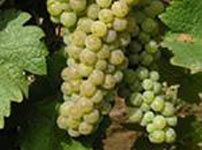 Виноградная лоза виноградной сорта - ZUPLJANKA